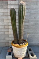 Plastic Planter & Cactus