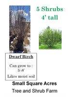 5 Dwarf Birch