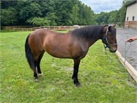 Hidden Valley's Twinkle - 2019 Friesian Sporthorse