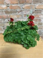 Hanging basket red geranium