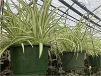 Hanging basket airplane plant