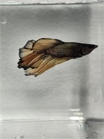 Male black mustard gas betta fish