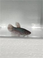 female dumbo ear betta fish