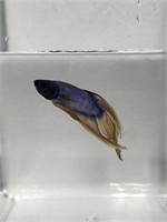 male Veiltail betta fish