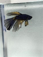 male Blue mustard gas betta fish