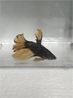 Male Black mustard gas betta fish