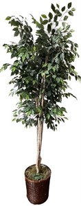 Potted Artificial Ficus Tree
