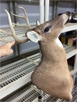 8 point deer mount