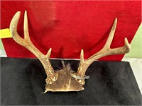 **OLDER 7 POINT DEET ANTLER MOUNT W/METAL TAG