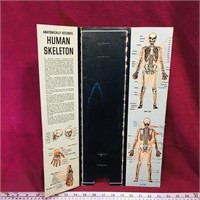 Anatomically Accurate Human Skeleton Wall Display