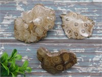 PETOSKEY FOSSILIZED CORAL ROCK STONE LAPIDARY SPEC