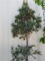 6 ft Pine