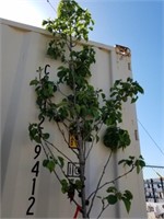 Flowering pear 9 ft