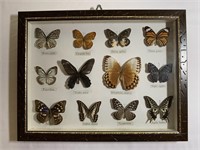 Real Butterfly Collection in Shadowbox Frame -