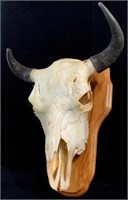 Southwestern Bull Steer Skull Taxidermy On Plaque