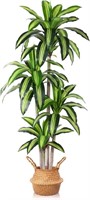 Warm plants Decor 6ft Dracaena Tree