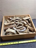 Assorted Deer Antlers Pieces