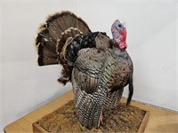 Taxidermy Turkey  31`" high Tail needs Repaired