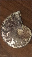 Ammonite fossil 4.25 in by 3.5 in by 1 in
