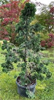 Hinoki False Cypress-Compacta shrub, 5' tall