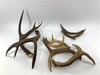 Lot of small deer horns              (O 66)