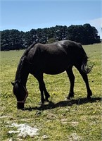 (VIC) IGGY & FOAL - PART WELH MARE & FILLY
