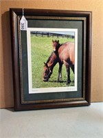 FRAMED HORSE AND COLT PROFESSIONAL PHOTOGRAPH -