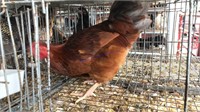 Young Rhode Island Red Rooster