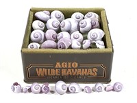 Purple Janthina Shells in Tin