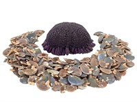 Helmet Urchin & Operculum Shells