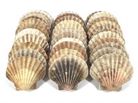 37 Scallop Shells 5"+ W