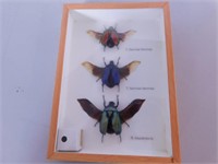 Cadre 3d vitré contenant 3 coléoptères asiatiques