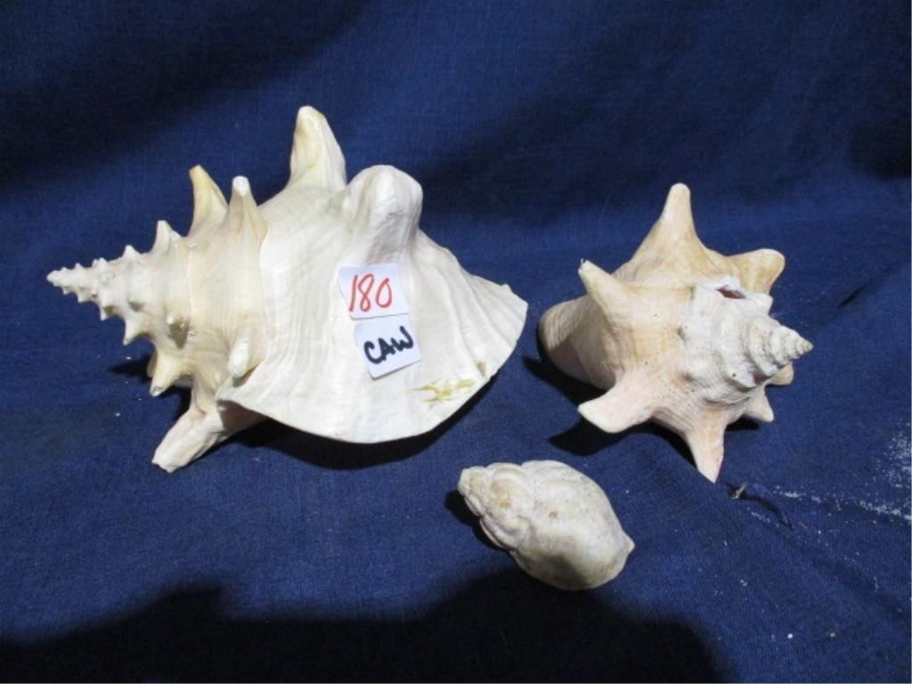 conk shells .