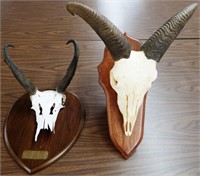 Antelope & Aoudad / Barbary Sheep Skulls