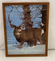 Buck In Snow Framed Picture