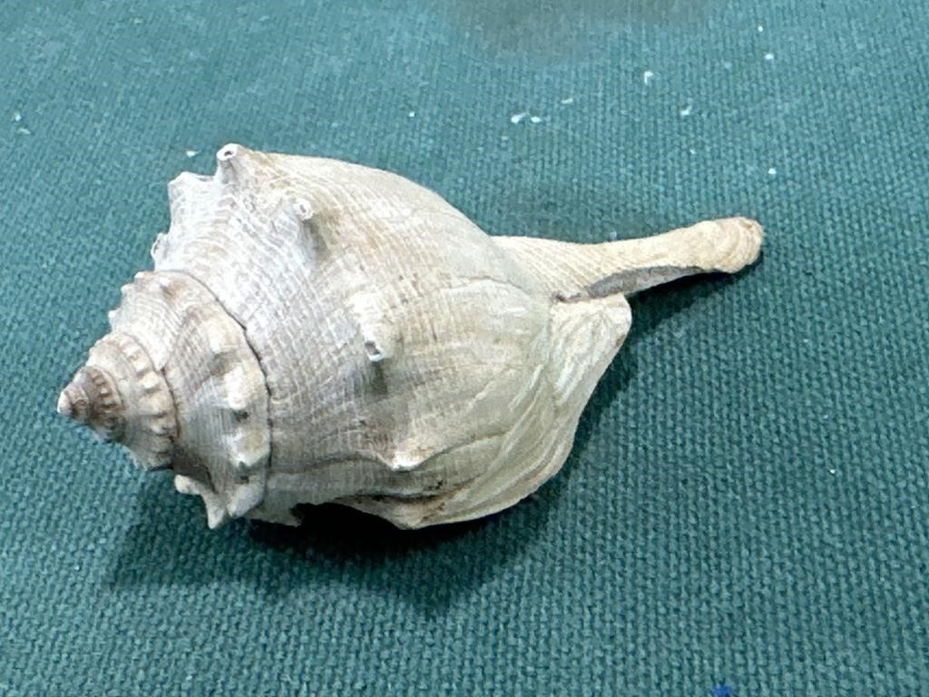 Small sea shell