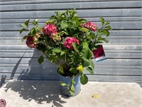 Summer Crush Hydrangea Plant