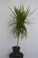 Dracaena Marginata - Tropical House Plant