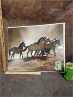 Horses Poster Picture