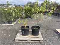 2 Grafted Pears