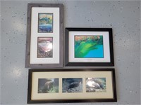Framed & Matted ses life pictures