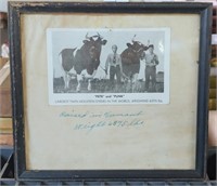 EARLY FRAMED POSTCARD OF HUGE HOLSTEIN COWS