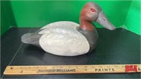 large Canvas Back Duck