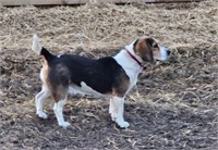 13A - PUREBRED BEAGLE DOG