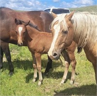 Stud Colt-QH/Mustang/Morgan Mix-Born March 14,2024