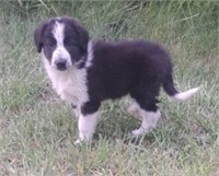 Male-Border Collie x Pyrenese Puppy-10 weeks