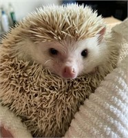 Female-Hedgehog-Proven, 1 year