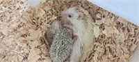 Female-Hedgehog-Pied, Proven, 1 year