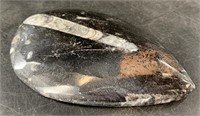 Polished Orthoceras fossil