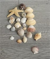 Assortment Of Seashells & (1) Starfish